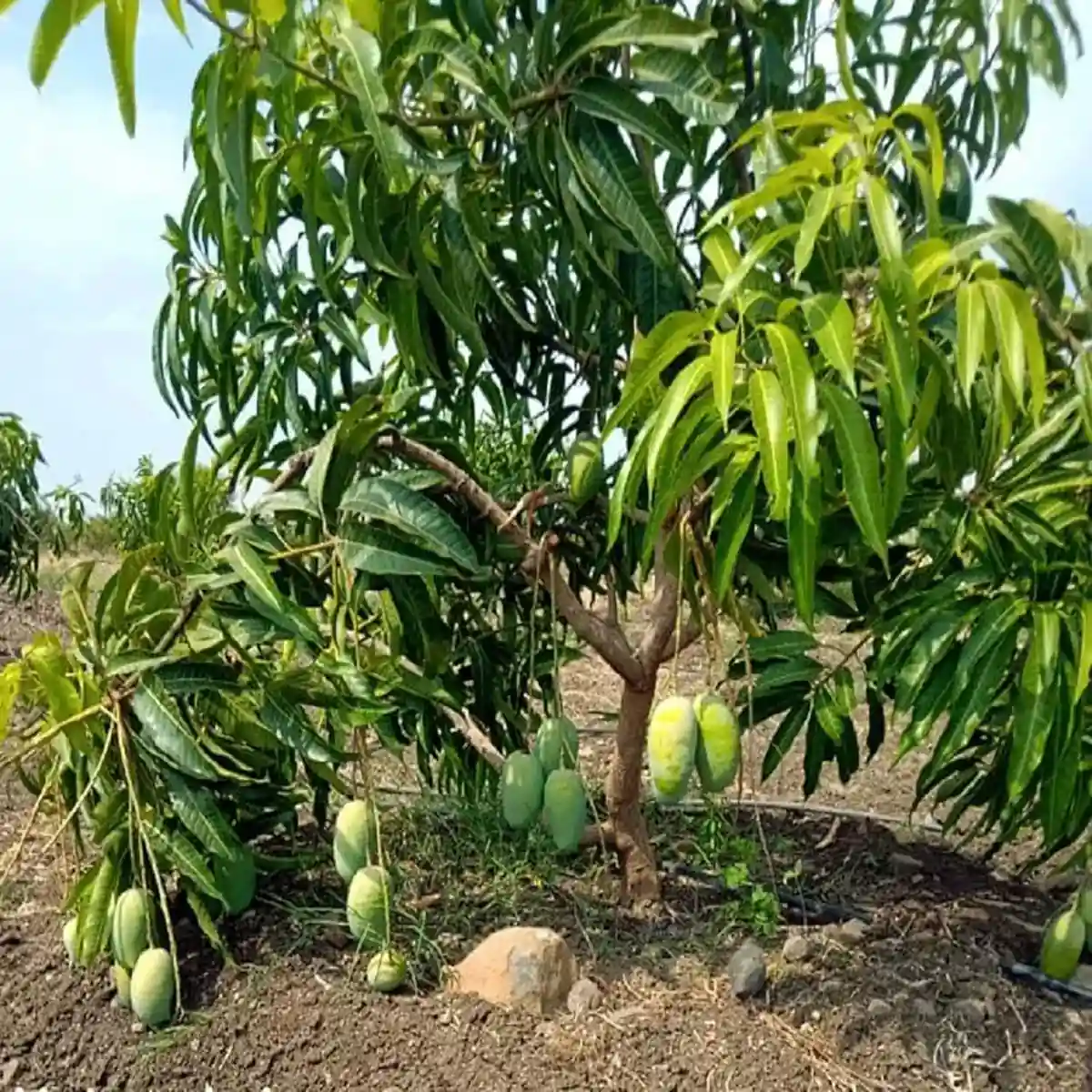 Mango Langda
